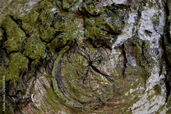 Obraz Tree bark close up selective focus 