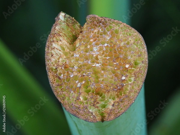 Obraz  cross section through plant stems