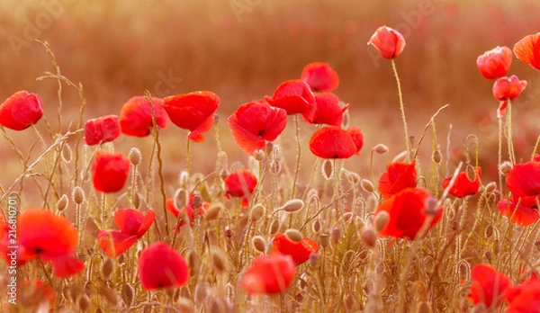 Obraz Flowers Red poppies blossom on wild field. Beautiful field red poppies with selective focus. Red poppies in soft light. Opium poppy. Glade of red poppies. Toning. Creative processing in dark low key