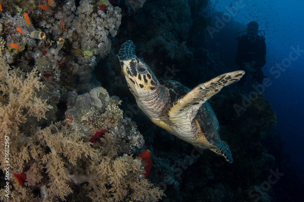 Fototapeta Hawksbill Turtle