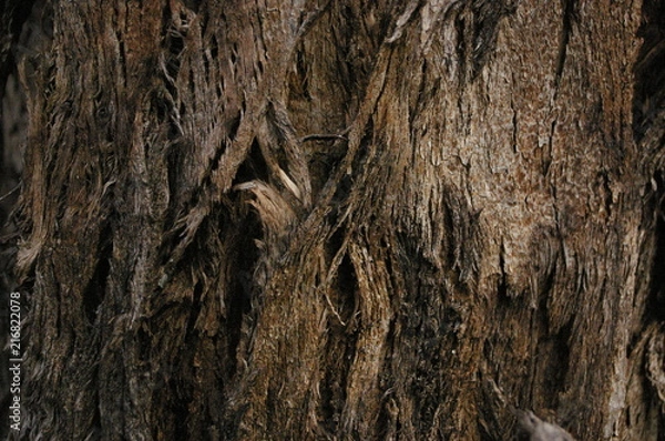 Fototapeta close up of the texture and patterns in the twisting bark of a variety of native Australian Gum tree, rural New South Wales