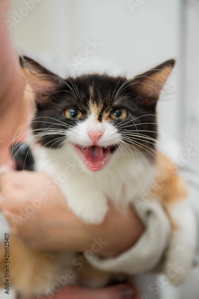 Fototapeta счастливый котенок мяукает и смотрит вперед