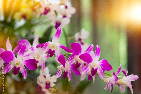 Fototapeta orchid background