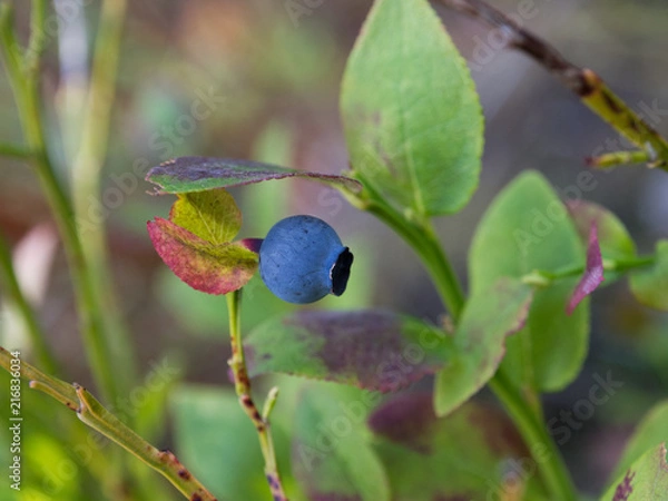 Obraz Blueberries in a forest