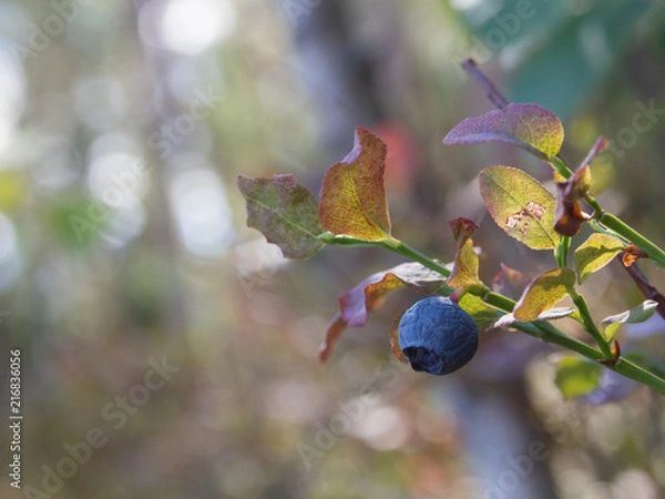 Obraz Blueberries in a forest