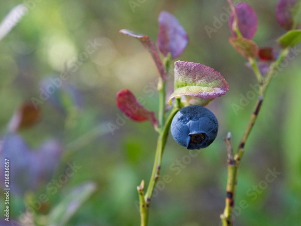 Obraz Blueberries in a forest