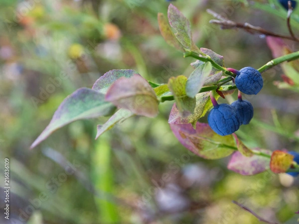 Obraz Blueberries in a forest