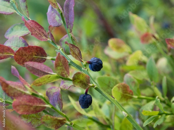 Obraz Blueberries in a forest