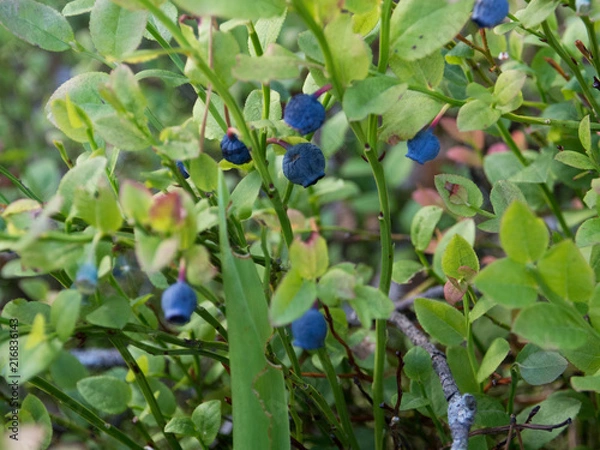 Obraz Blueberries in a forest