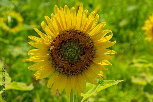 Obraz 丹生湖ひまわり畑