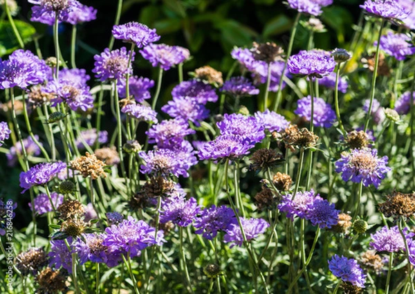 Fototapeta Summertime Scabious