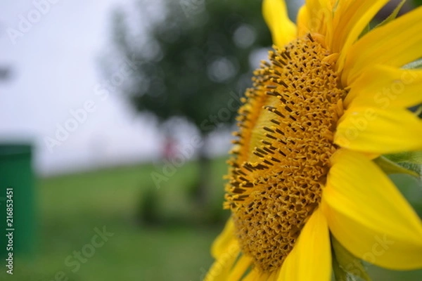 Obraz Sonnenblume Nahaufnahme