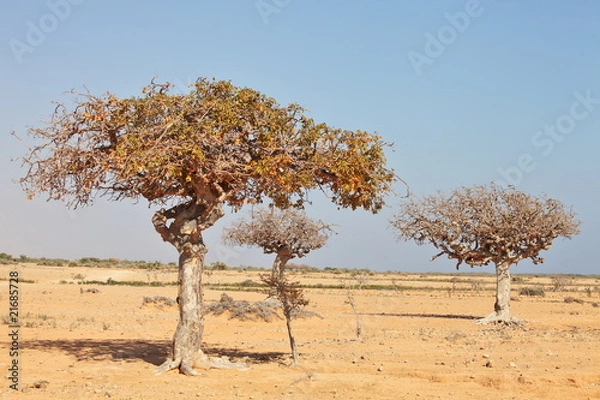 Obraz drzewo mirry (Commiphora mirra)