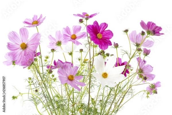 Obraz Schmuckkörbchen (Cosmos bipinnatus) auf weißem Hintergrund