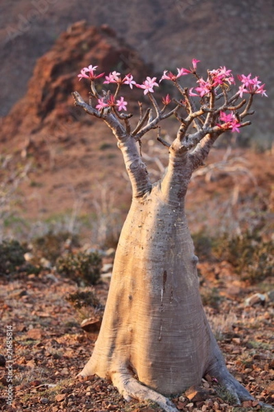 Fototapeta Bottle tree - adenium obesum – endemic tree of Socotra Island