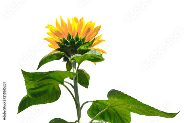 Fototapeta sunflower isolated on white background
