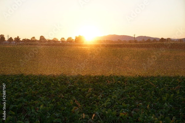 Fototapeta Long lasting drought in Germany due to lack of rain in agriculture requires artificial irrigation
