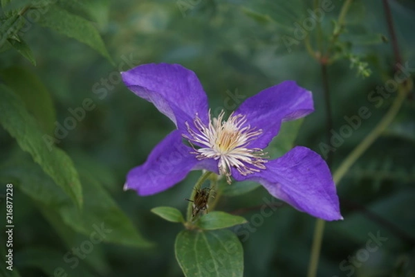 Fototapeta Purple flower missing some petals