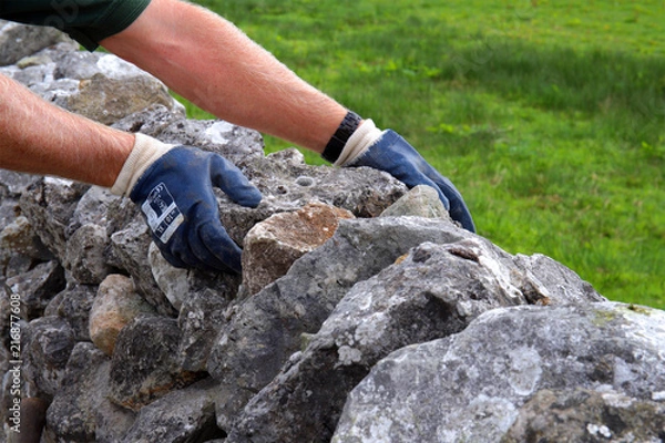 Fototapeta Close up of blue gloved hands building a limestone dry stone wall set against green grass