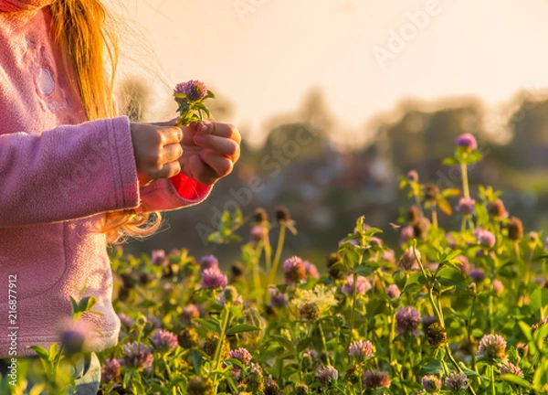 Fototapeta against the backdrop of the setting sun on a field with flowers of a clover girl without a face in hands holds flowers collects a bouquet