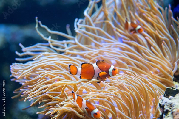 Obraz Clown fish in anemone