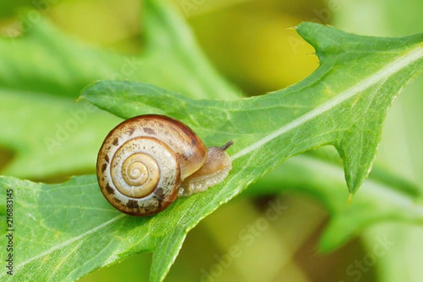 Fototapeta snail on a green leaf close-up