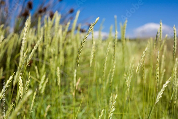 Fototapeta grass green grows