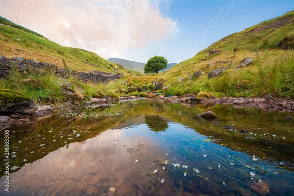Fototapeta a tree in the wildenes