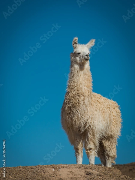 Fototapeta Llama 2