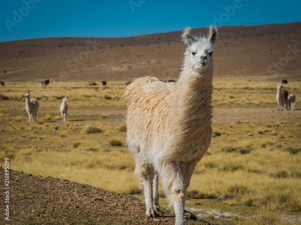 Fototapeta Llama 4