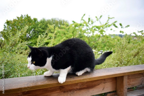 Fototapeta A black cat with a white face and white legs is sitting on wooden rails. Open summer terrace. Backdrop of a wet garden from the rain.