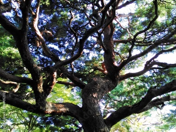 Fototapeta 松の木