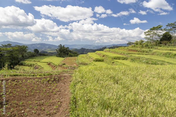 Fototapeta Vegetable plot next to the Golo Cador Rice Terraces in Ruteng on Flores, Indonesia.
