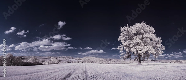 Fototapeta infrared photography - ir photo of landscape with tree under sky with clouds - the art of our world and plants in the infrared camera spectrum