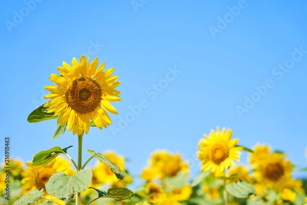 Obraz 北竜町ひまわりの里のヒマワリ