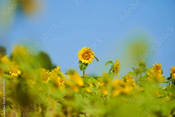 Obraz 北竜町ひまわりの里のヒマワリ