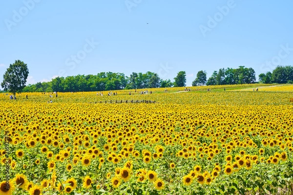 Obraz 北竜町ひまわりの里のヒマワリ