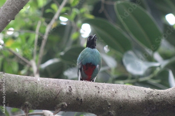Fototapeta Beautiful bird