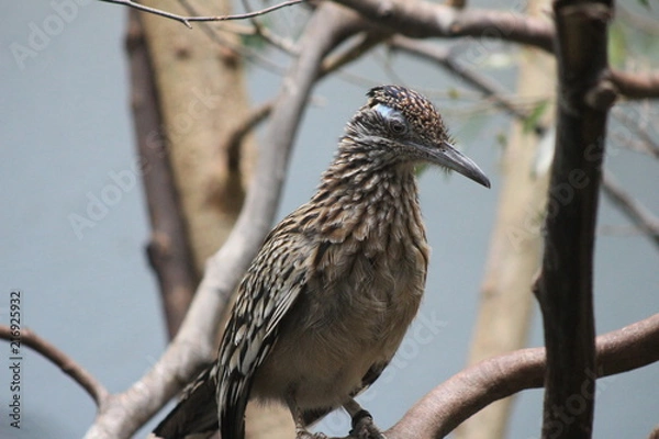 Fototapeta Road runner