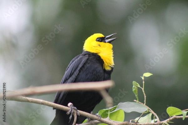 Fototapeta Beautiful bird