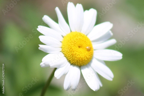 Fototapeta beautiful flowers