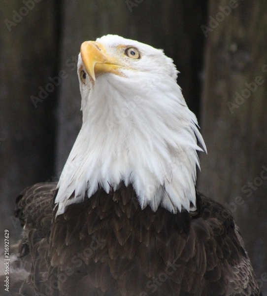 Fototapeta Bald Eagle