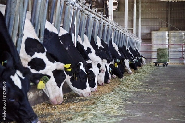 Obraz 餌を食べる牛舎の牛たち