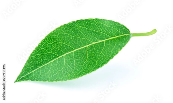 Fototapeta Pear leaf isolated on a white background with clipping path. One of the best isolated pears leaves that you have seen.
