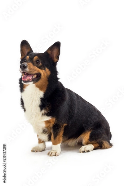 Obraz corgi sitting and focused