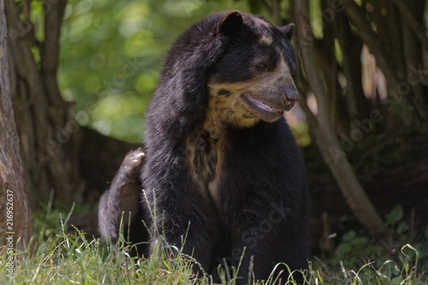 Fototapeta Ours à lunettes