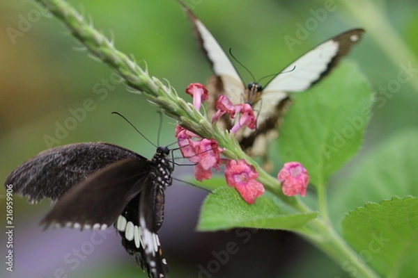 Obraz Schmetterlinge auf Blume