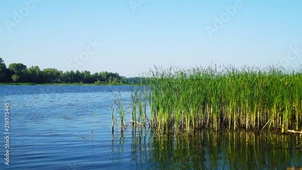 Obraz Beautiful reeds on the pond on a Sunny day.