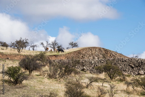 Obraz Cows in the hill