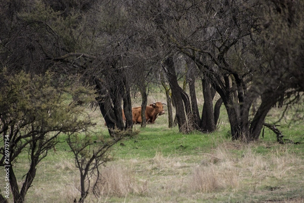 Fototapeta A cow chewing